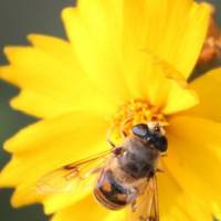 抓拍精彩蜂恋花QQ头像图片,小蜜蜂在花朵上辛勤的采蜜,太美了