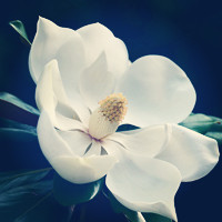纯洁无暇的白玉兰花朵头像图片,花香满枝头展示大自然的美