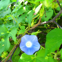 小清新花朵头像,紫薇花,苦瓜花,蓝色喇叭花,燕尾兰,桃花,不错挺漂亮滴