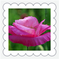 姿色秀丽清晰淡雅唯美小清新花朵头像图片,白的，紫的，粉的，水红的