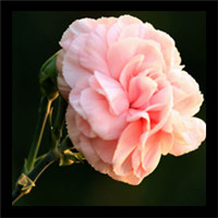 献给母亲的花康乃馨头像图片_花色多样且鲜艳,气味芳香