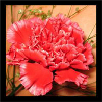 献给母亲的花康乃馨头像图片_花色多样且鲜艳,气味芳香