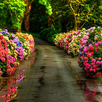 漂亮的花园小别墅,花海小路,小道,好看的花海风景,让你感受花带来的清新