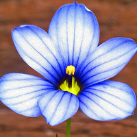 小清新唯美花朵头像图片,一个人欣赏着这些花朵的美丽和娇艳