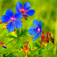 小清新唯美花朵头像图片,一个人欣赏着这些花朵的美丽和娇艳