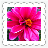 花中之王牡丹头像图片,花大、形美、色艳花色绚烂令人赏心悦目