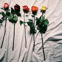 送上爱情之花,玫瑰花头像图片,送给在爱情之河畅游的年轻人