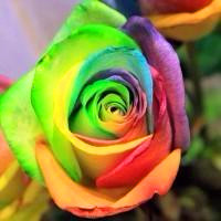 七色玫瑰QQ头像图片,对你的爱没有二心,是真心的