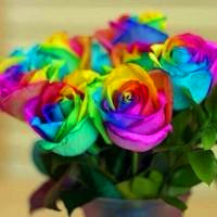 七色玫瑰QQ头像图片,对你的爱没有二心,是真心的
