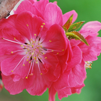 唯美桃花头像图片,有多种形式的花瓣真好看