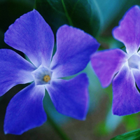 适合情侣用的植物头像图片,成双成对的花朵图片