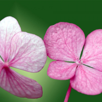 适合情侣用的植物头像图片,成双成对的花朵图片