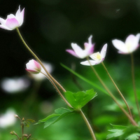 小清新花卉QQ头像图片,各样颜色长得很艳丽好看