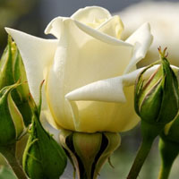 小清新花朵头像,纯洁高贵的白玫瑰图片
