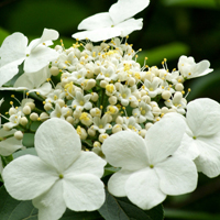 白色花朵头像,洁白如玉的琼花图片