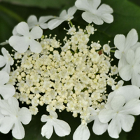 白色花朵头像,洁白如玉的琼花图片
