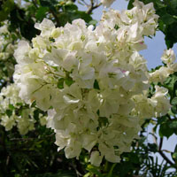白色三角梅花卉头像图片,附三角梅的花语
