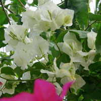 白色三角梅花卉头像图片,附三角梅的花语