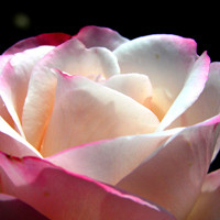 美艳动人蔷薇花头像图片,学名Rosa，英文名Rosa multiflora