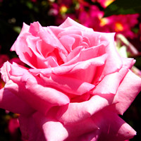 美艳动人蔷薇花头像图片,学名Rosa，英文名Rosa multiflora