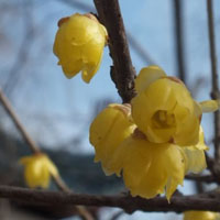 公园最新拍的个性蜡梅花朵头像图片,伴着冬天,故又名冬梅