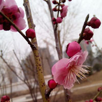公园最新拍的个性蜡梅花朵头像图片,伴着冬天,故又名冬梅