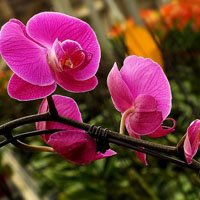 其花姿优美,颜色华丽的蝴蝶兰头像图片,有“兰中皇后”之美誉