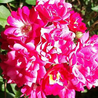 鲜艳的月季花,唯美清新的蜂恋花,可爱花朵头像图片,最美的拍摄制作
