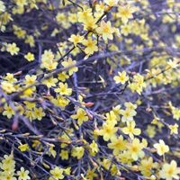 迎春花头像图片,别名迎春、黄素馨、金腰带