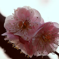 娇艳的梅花头像图片,春天到了仿佛嗅到了梅花的芬芳