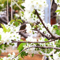 漫天樱花QQ头像图片,阳春3月是樱花每次盛开迷人的景色