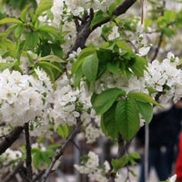 漫天樱花QQ头像图片,阳春3月是樱花每次盛开迷人的景色