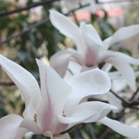 晶莹剔透的玉兰花QQ头像图片,花儿盛开散发出的清香