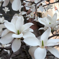 晶莹剔透的玉兰花QQ头像图片,花儿盛开散发出的清香