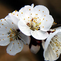 杏花迎春的先驱,杏花QQ头像图片,春天最美好的印象