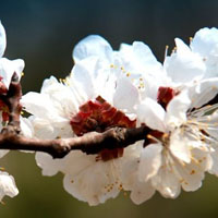 春意盎然杏花、杏梅开了 清新花朵头像,春天真的来了
