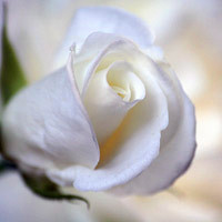 玫瑰花唯美头像,附玫瑰花语每朵代表什么,爱你至死不渝