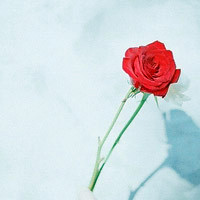 玫瑰花唯美头像,附玫瑰花语每朵代表什么,爱你至死不渝