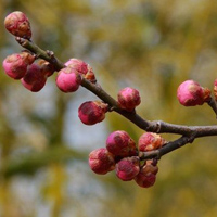 含苞的、绽放的梅花QQ头像图片,昨天梅花园拍的