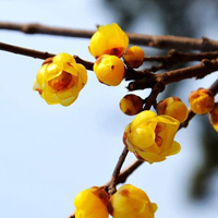含苞的、绽放的梅花QQ头像图片,昨天梅花园拍的