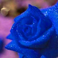 蓝色玫瑰头像