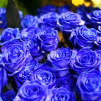 蓝色玫瑰头像图片,蓝色妖姬看上去比较自然,好美丽