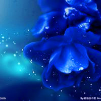 蓝色玫瑰头像图片,蓝色妖姬看上去比较自然,好美丽