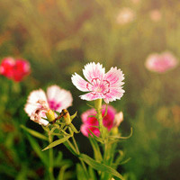 qq唯美花朵头像,娇艳的花儿,竞相怒放着,不得不爱它们了