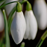 白色花朵头像图片