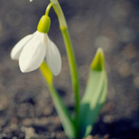 纯洁的雪花莲花朵头像图片,花语：纯白的爱，纯洁的爱