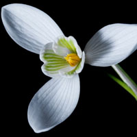 纯洁的雪花莲花朵头像图片,花语：纯白的爱，纯洁的爱