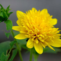 微信头像图片大全菊花 清新的菊花,黄色的花瓣,春菊:为爱情占卜