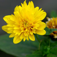 微信头像图片大全菊花 清新的菊花,黄色的花瓣,春菊:为爱情占卜