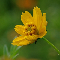 高清唯美硫华菊花卉图片,黄色的花朵太美了